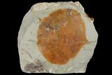 Fossil Leaf (Zizyphoides) - Montana #120810-1